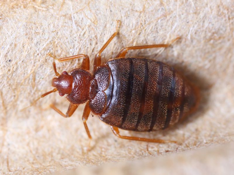 Commercial Bed Bugs Control