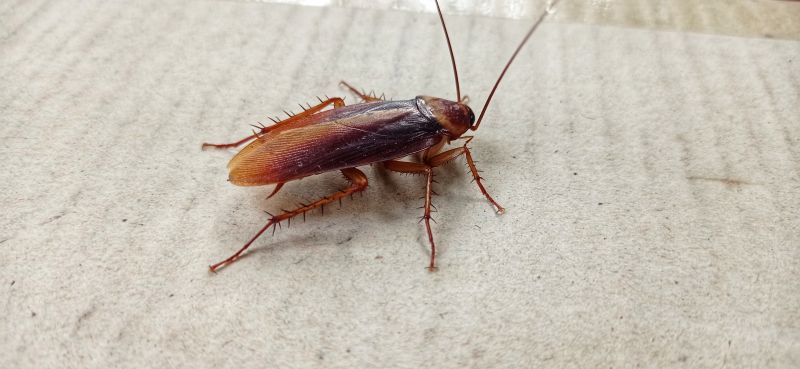 Cockroach Infestation