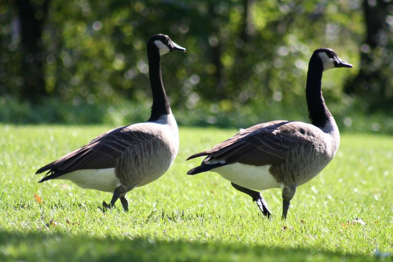 Geese Removal Service