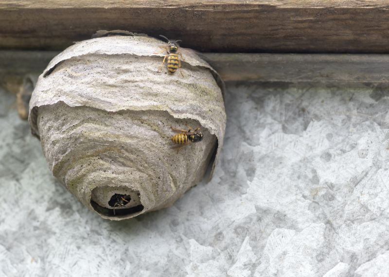 Hornet Nest Removal