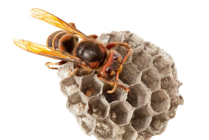 Hornets Nest Removal
