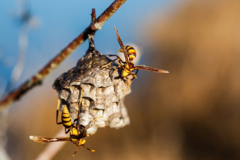 Hornets Nest Removal