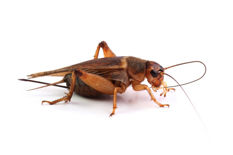 How Professional Cricket Pest Control Works