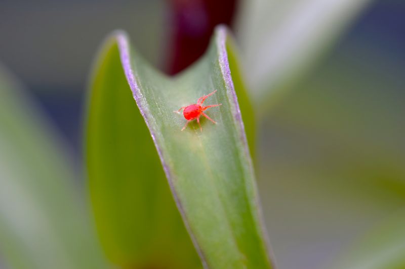 Spider Mite Extermination