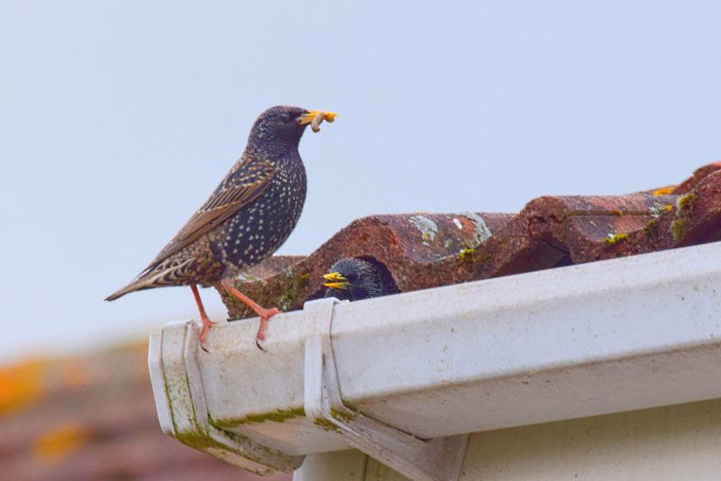 Starling Removal