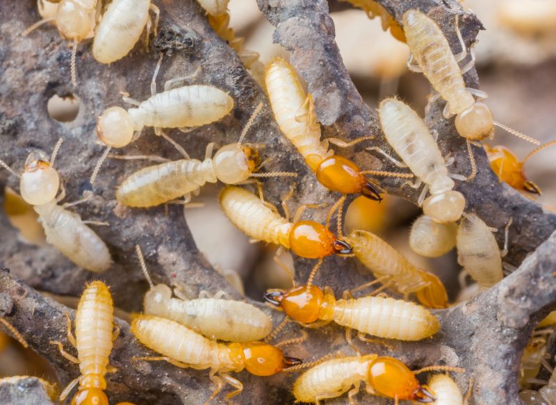 Termite Service
