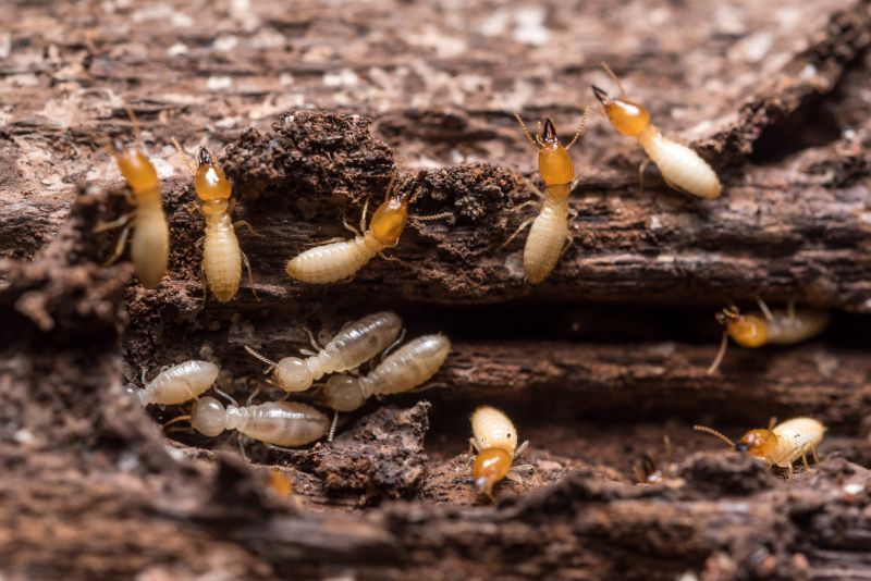 Termite Service