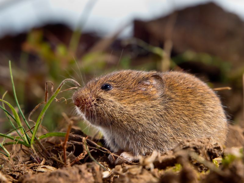 Vole Control Service