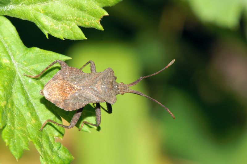 Why Professional Stinkbug Pest Control Is More Effective Than Diy Methods