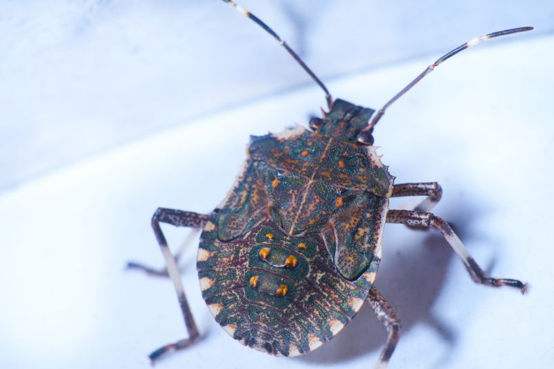 Why Professional Stinkbug Pest Control Is More Effective Than Diy Methods