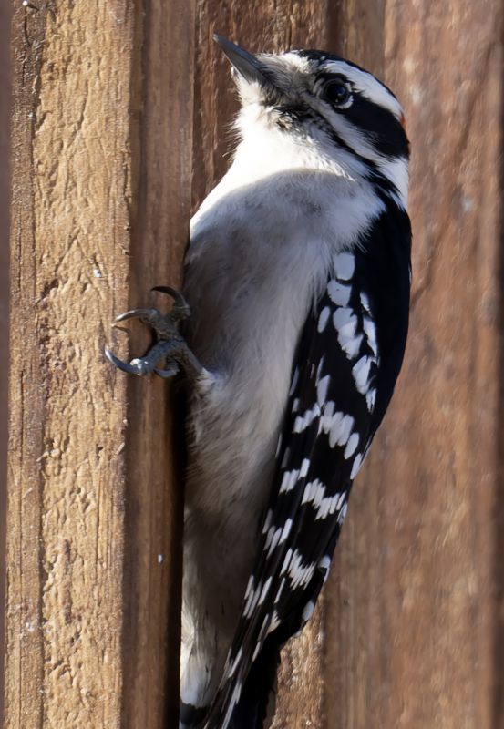 Woodpecker Removal Service